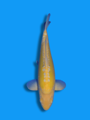 Doitsu Karashigoi | Koi&Co.